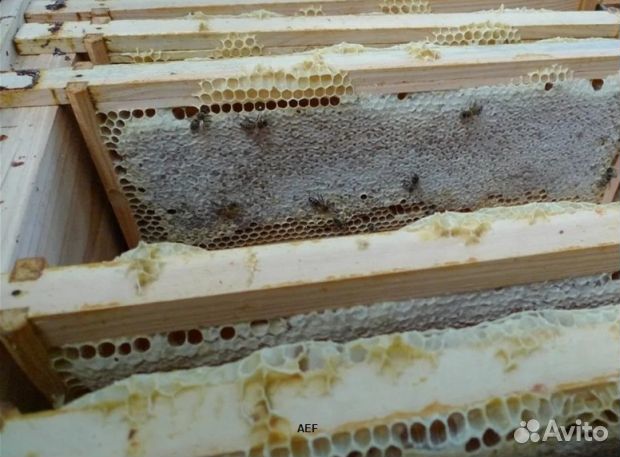 Мед 2024 года Алтайский опт