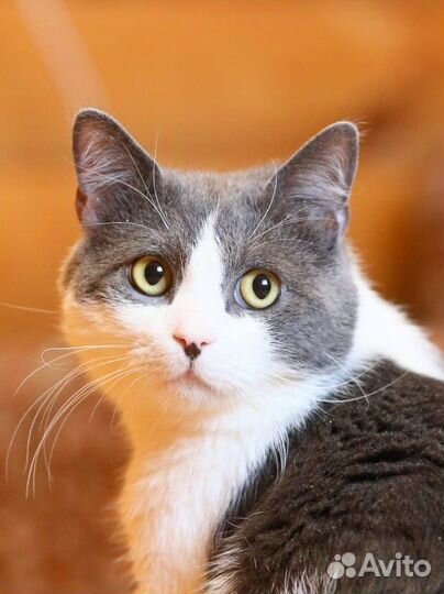 Добрый котик в лучшие руки