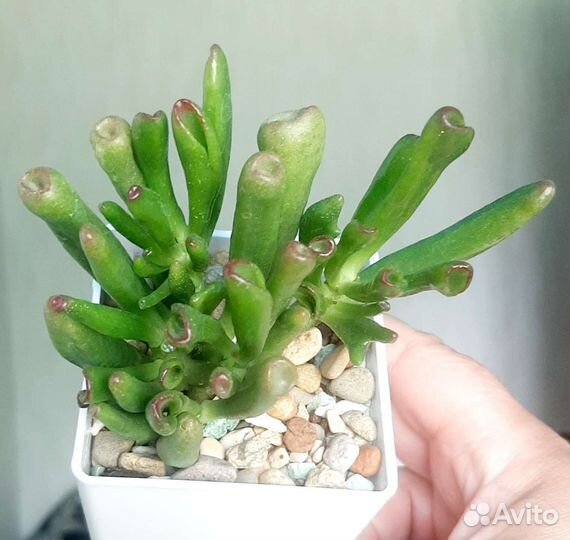 Сортовые Крассулы (Толстянки)