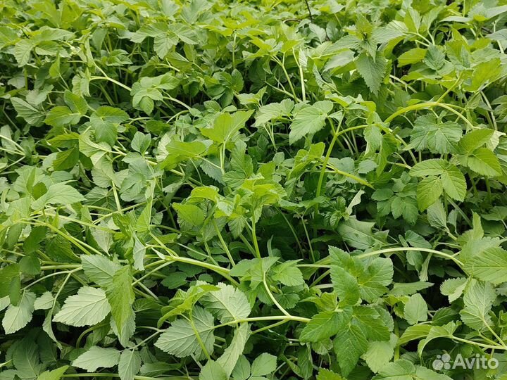 Сныть, крапива