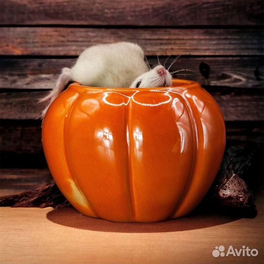 Крысы Дамбо. Крыса. Крысята от Питомника