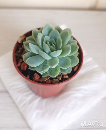 Суккуленты-2