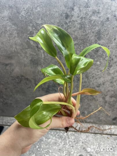 Филодендроны