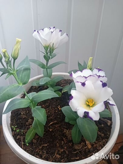 Эустома горшечная