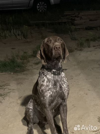 Курцхаар. Вязка