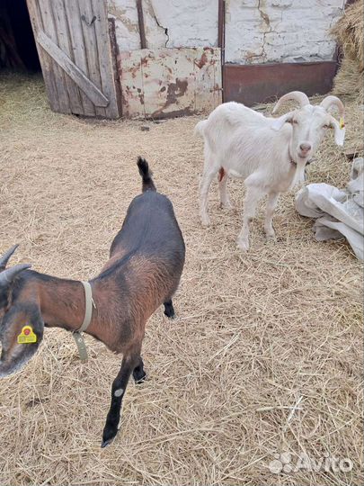 Нубийские Козы