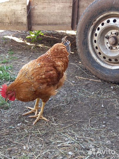 Молодые петухи