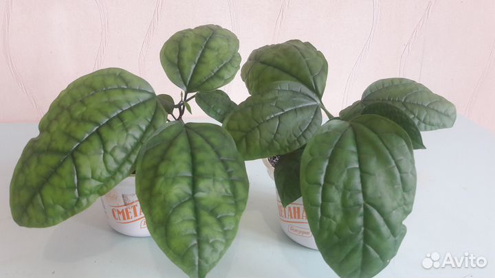 Абутилон и Клеродендрум