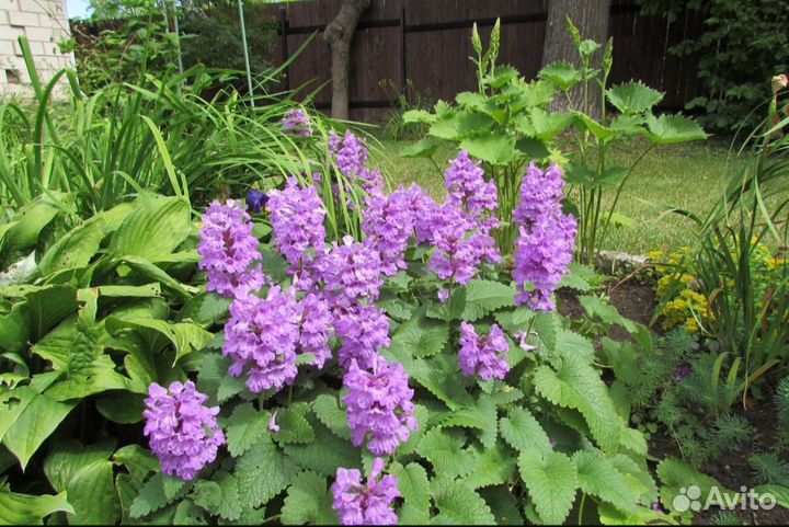 Буквица, вербейник монетчатый