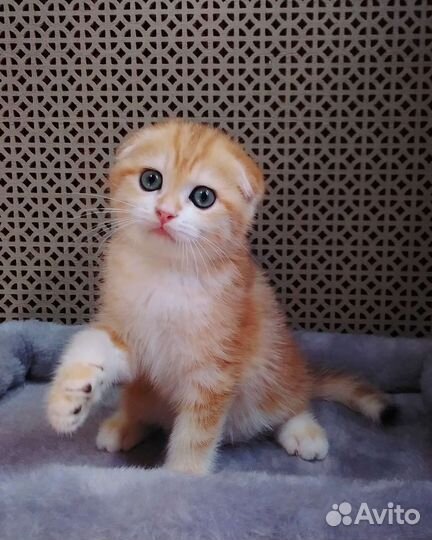 Золотая шиншилла