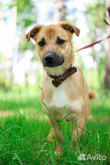 Рыжий пёсик из приюта