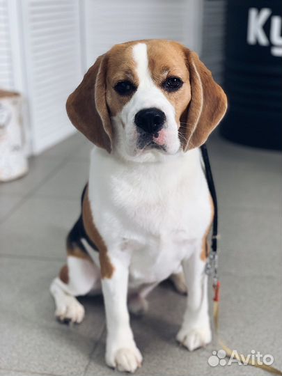 Груминг / стрижка собак и кошек