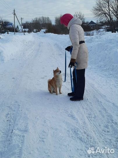 Кинолог. Зоопсихолог