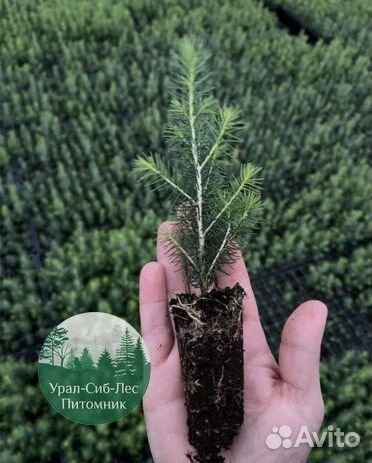 Зкс и окс Сосна Ель Лиственница сеянцы Голуб горн