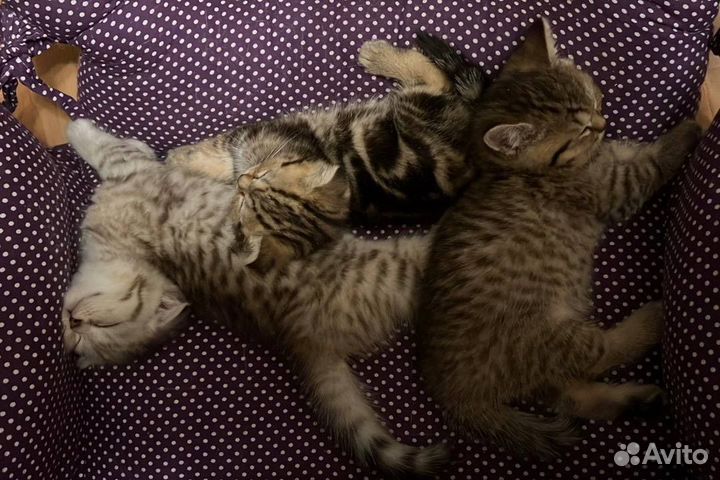 Шотландские котята