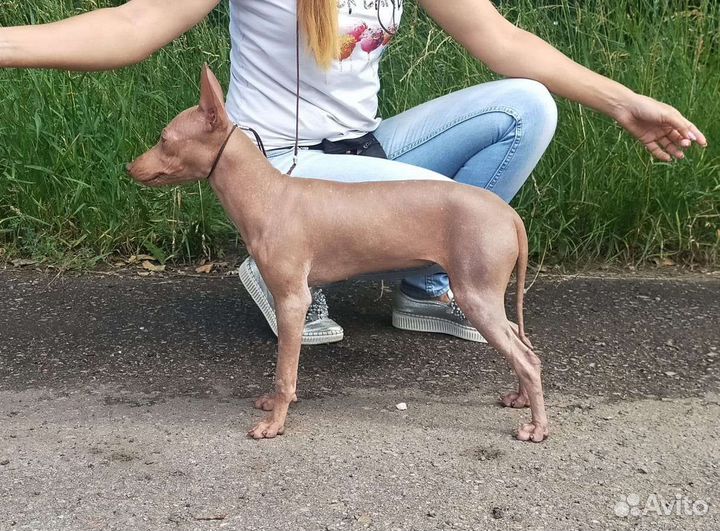 Американский голый терьер щенки