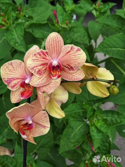 Сортовые орхидеи. Фаленопсисы - 2