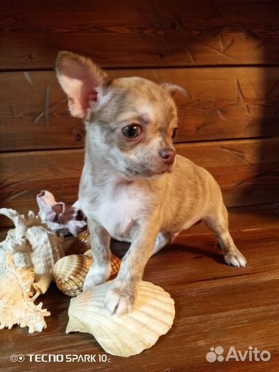 Щенки чихуахуа