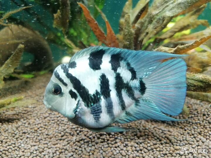 Аквариумные рыбки. Сапфировые мини попугайчики