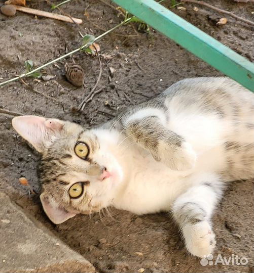 Котята в добрые руки отдам бесплатно