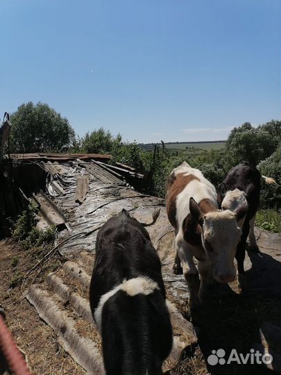 Бычок и две телочки