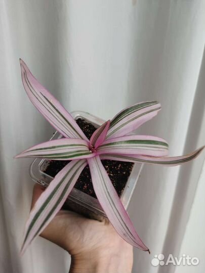 Традесканция рэо