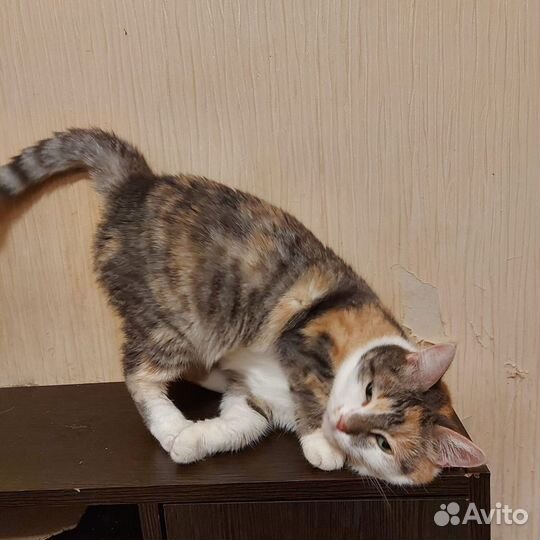 Котики из приюта хотят в дом