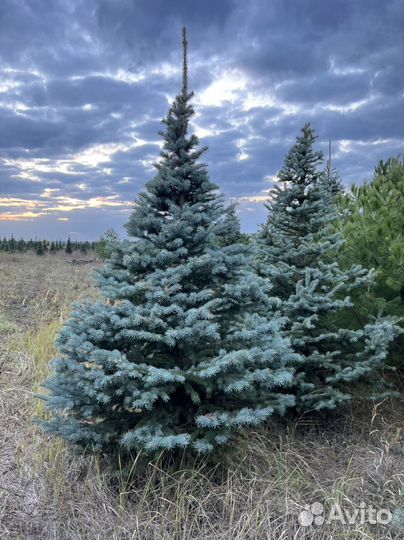 Ель Глаука Голубая Колючая в стрижке Пунгенс