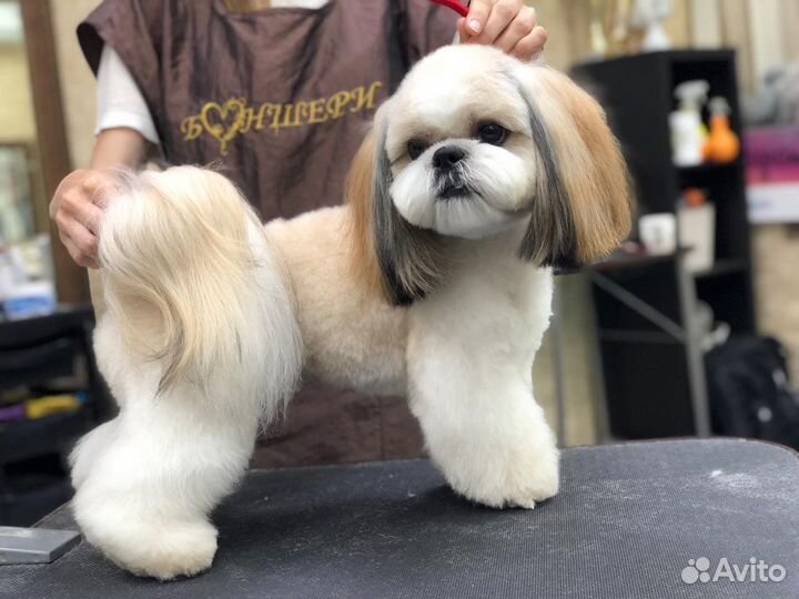 Стрижка собак грумер