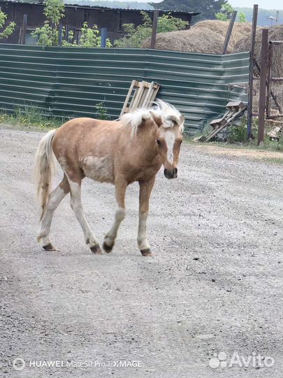 Жеребята пони