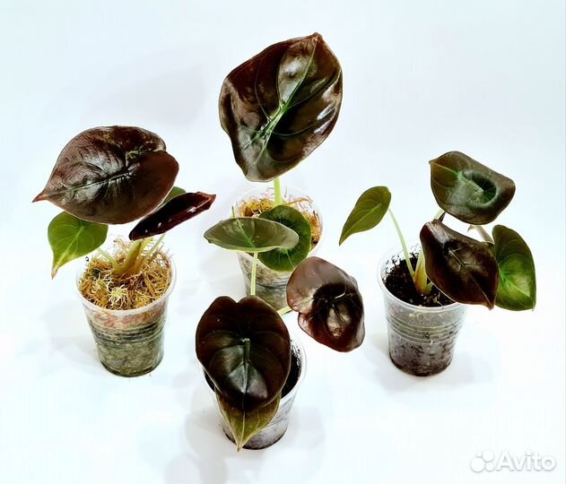 Алоказии Black Velvet, Red Secret