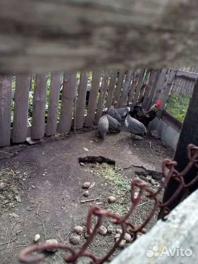 Цесарки и цесарь