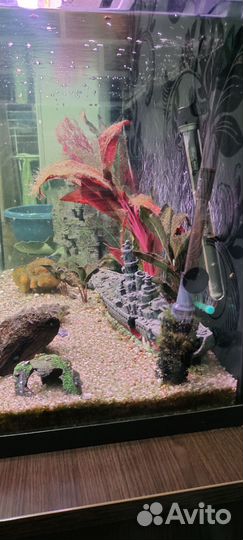 Аквариум