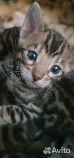 Ласковые и послушные тигрята