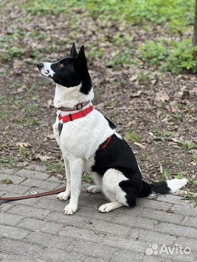 Маленькая собака из приюта очень ждет хозяина