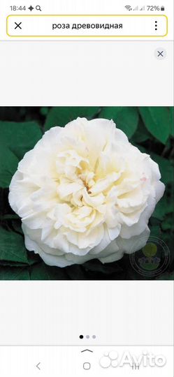 Роза древовидная