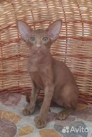 Кошка циннамон WCF объявление продам