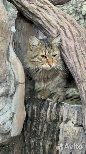 Передержка собак