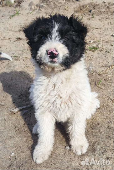 Собака в добрые руки отдам бесплатно