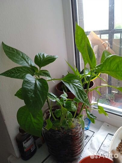 Рассада сладкого перца