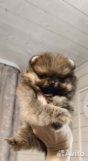 Померанский шпиц