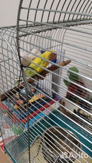 Попугаи неразлучники