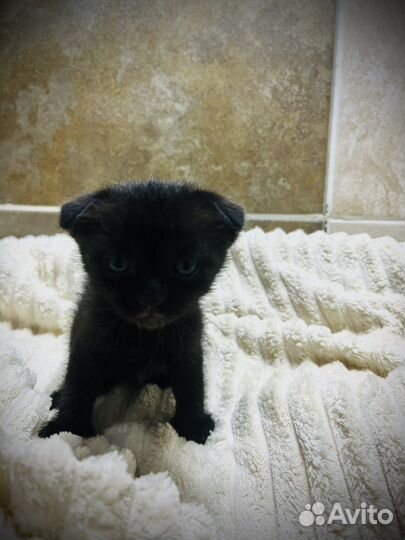 Кошки вислоухие