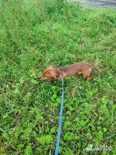 Собаки бесплатно маленькие