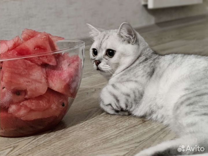 Шотландские коты