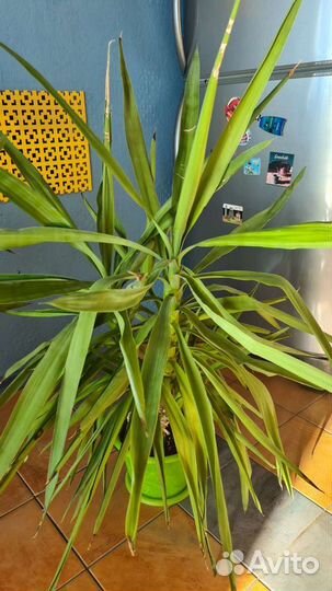 Пальма юкка