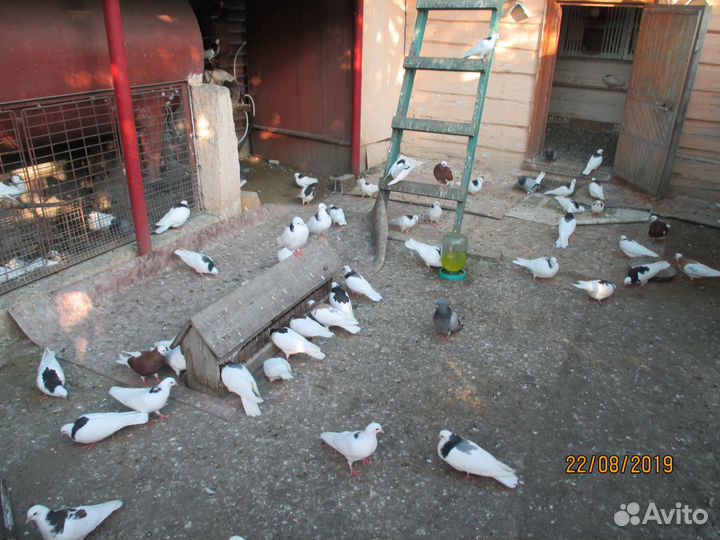 Продам голубей