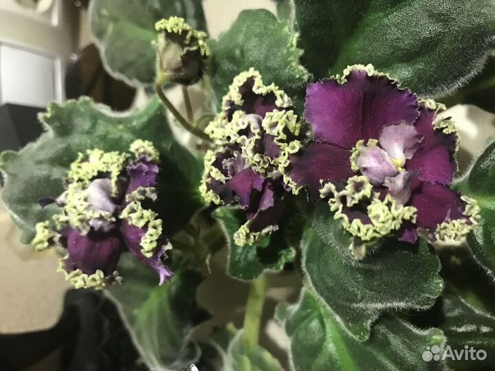 Фиалки сортовые