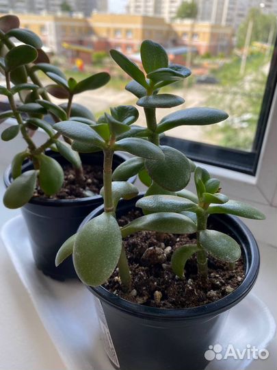 Денежное дерево. Толстянка