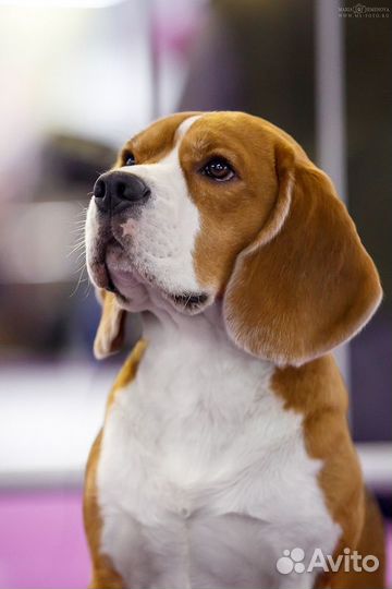 Кобель для вязок